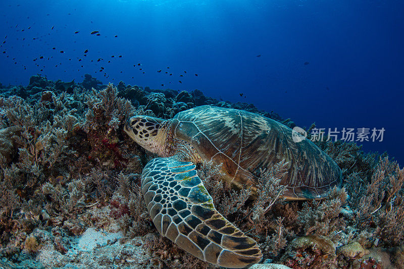 绿海龟(Chelonia mydas) -帕劳，密克罗尼西亚